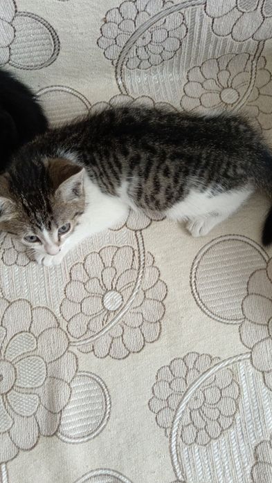 Отдам даром кошечку