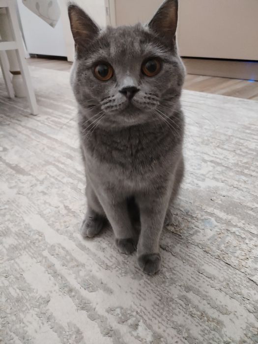 Кошка в добрые руки (бесплатно)