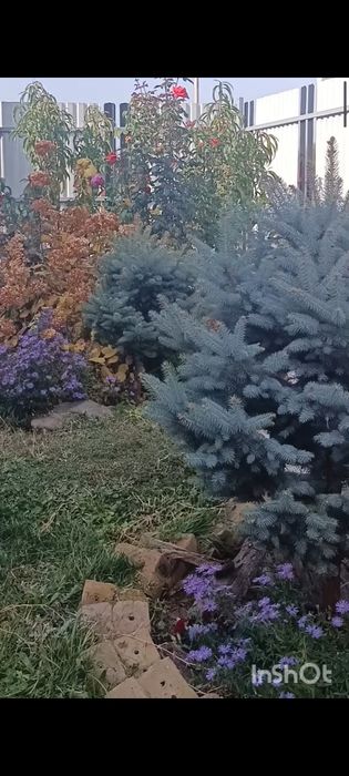 Продам ель ,елку