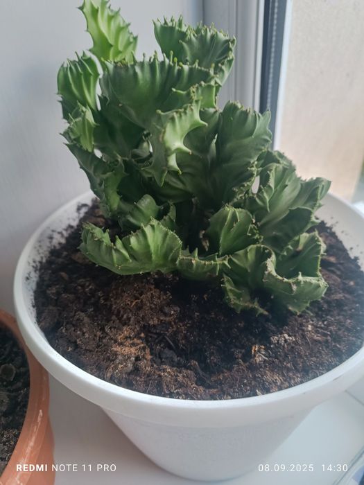 Продаются Комнатные цветы