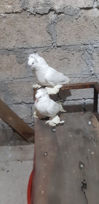 Пара белых чубатых