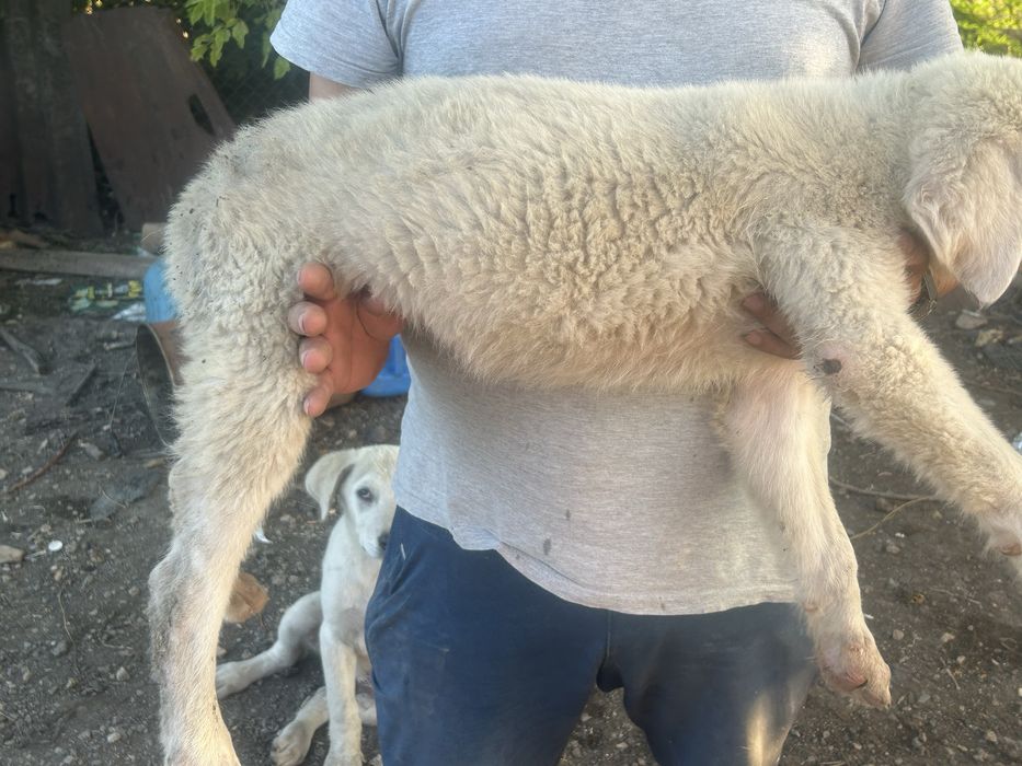 Продавам Кученца (Алабай)