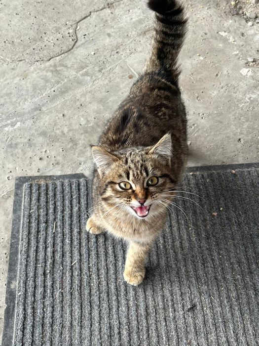 Кошка мышеловка молодая