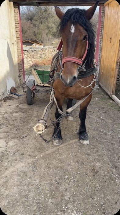 Iapa de 5 ani de vanzare sau schimb pe vaci