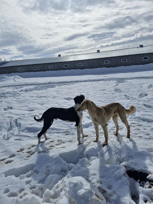 Тазы сатылады 1 жаста
