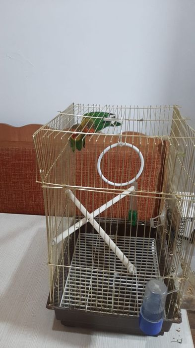 Продам попугайчиков