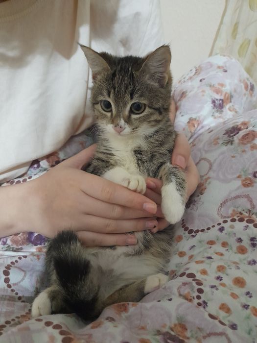 Отдаём даром в хорошие и добрые руки котята очень послушный