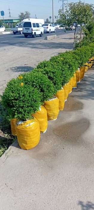 Archa ko‘chatlari xar xil mevali daraxtlar bor