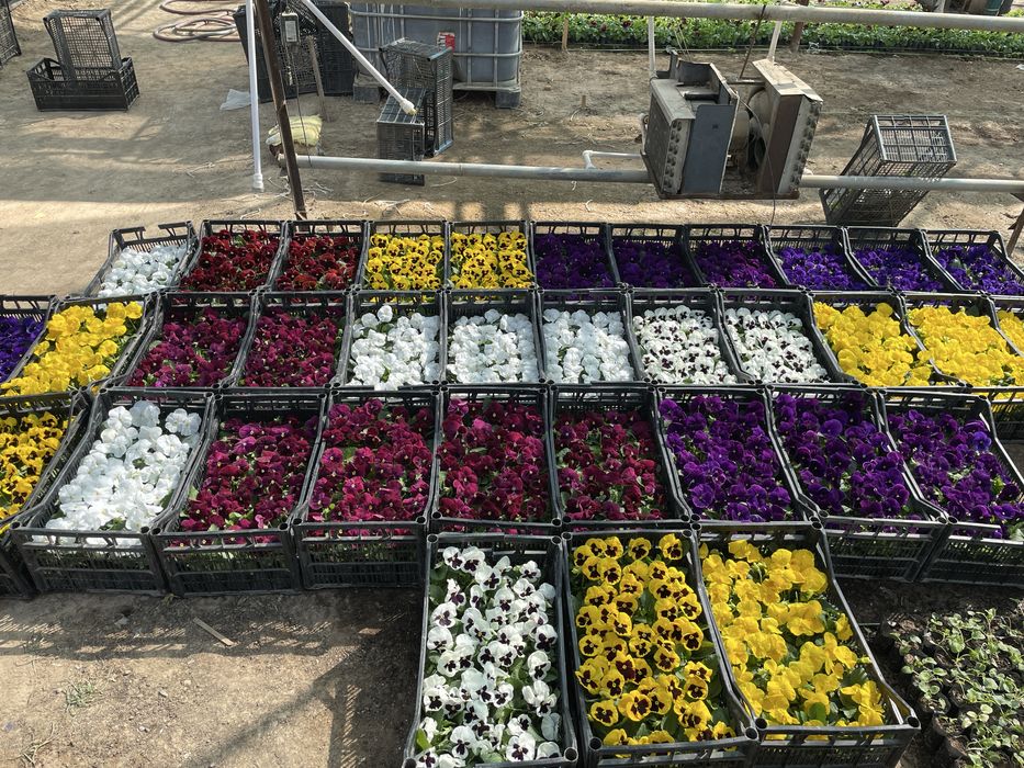 Viyola kapalak gullar