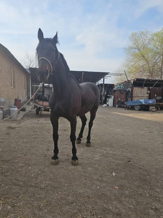 Жеребец русско рысистой породы