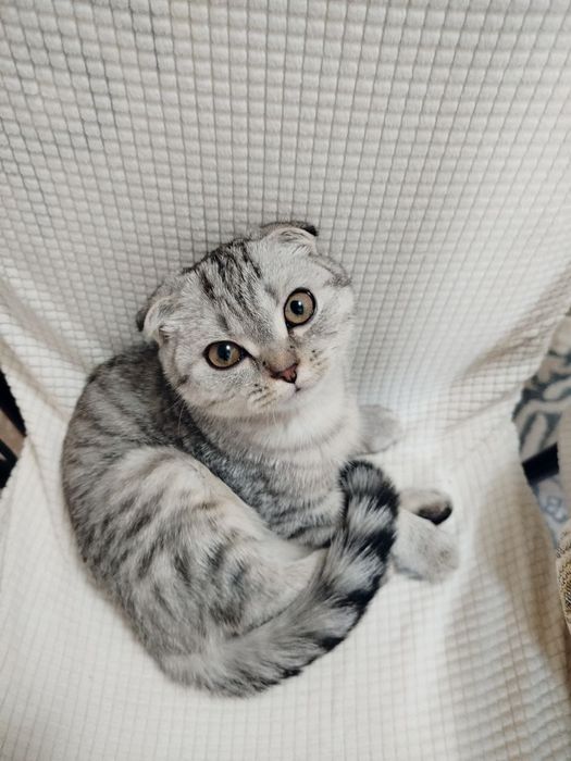 Чисто шотланская