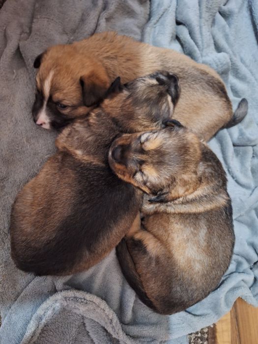 Подарявам Кученца