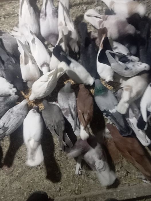 Продам голубей бакинцев