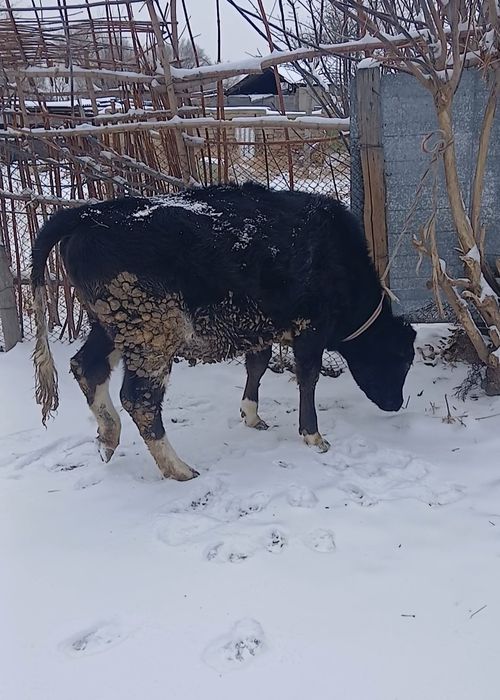 Срочно продам тёлку