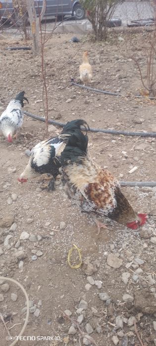 Кораздар сатылады