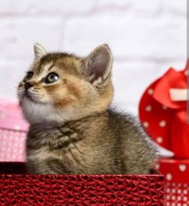 Шиншиллы Черное золото