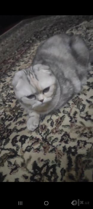 Шотландская вислоухая скоттиш фолд девочка