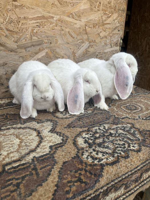 Iepuri berbec german