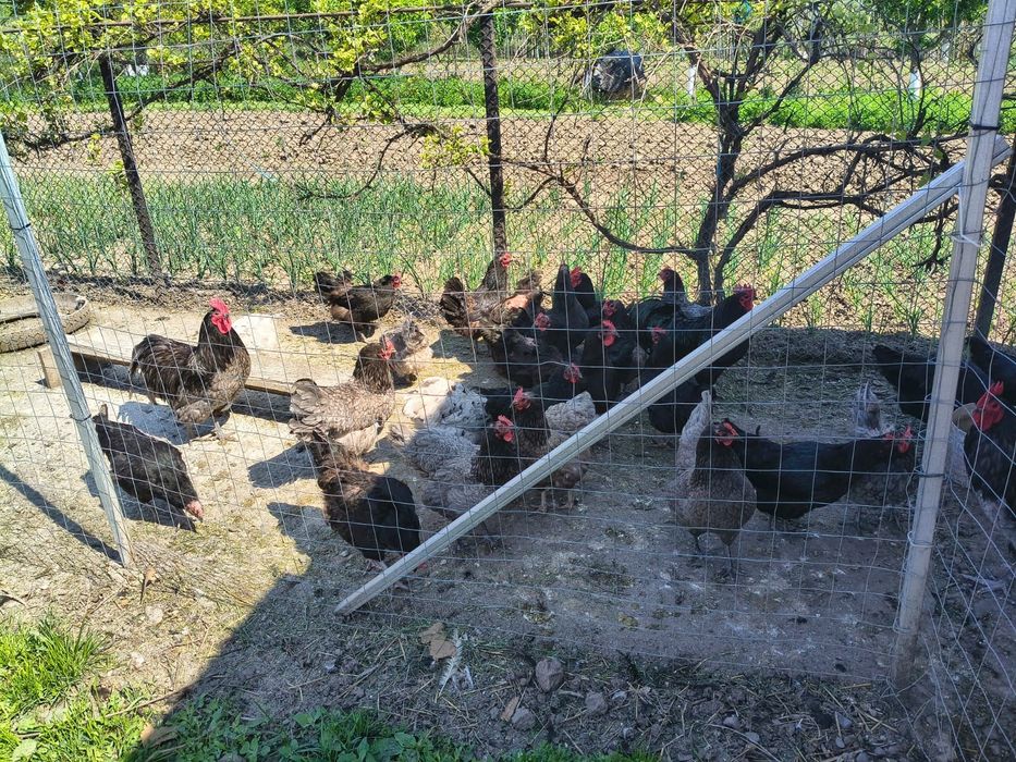 Cocoși Australorp