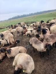 Oi capre românești