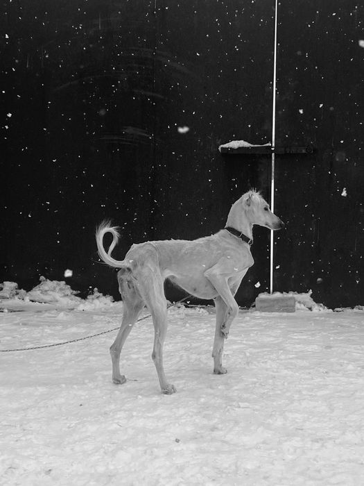 шашақ тазы жүйрік 30 мың ұоғашы