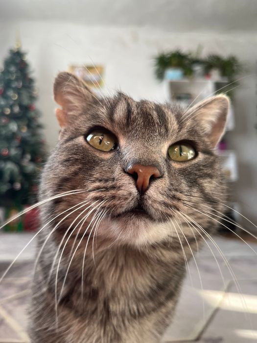 Отдам кота мышелова