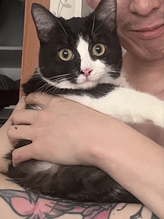 Отдам кота 6 мес