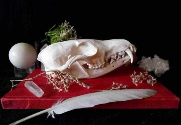 Trofeu,trofee,craniu,craniu de vulpe