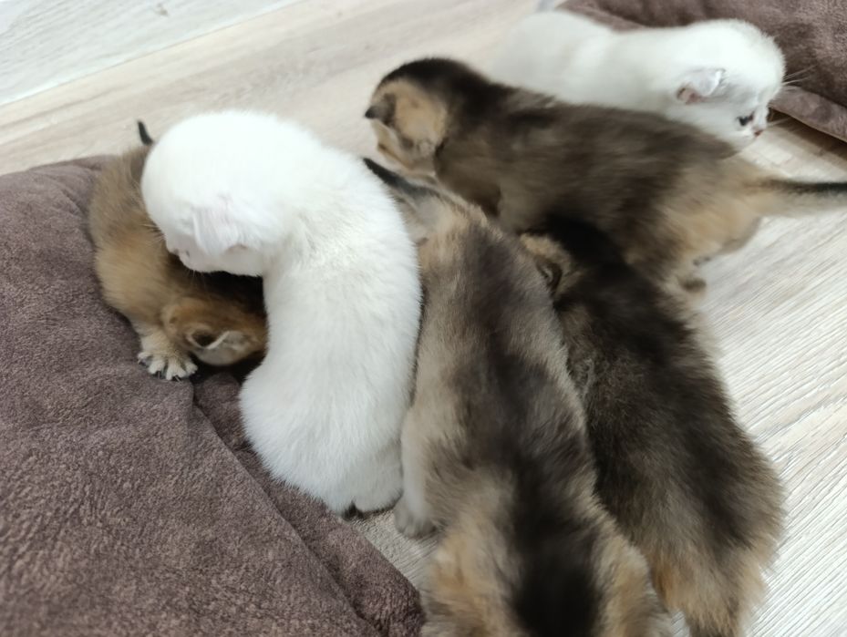 Продается Шотланкие Шиншиллы