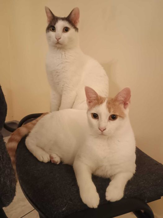 Били търси осиновител!