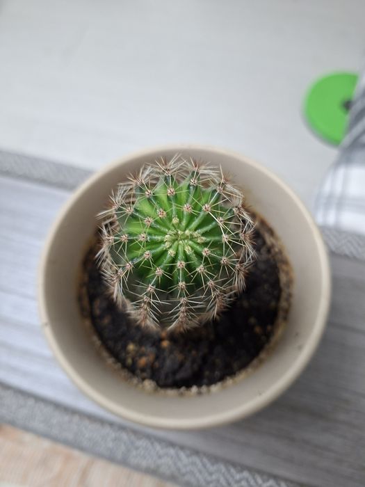 Кактус Ехинопсис