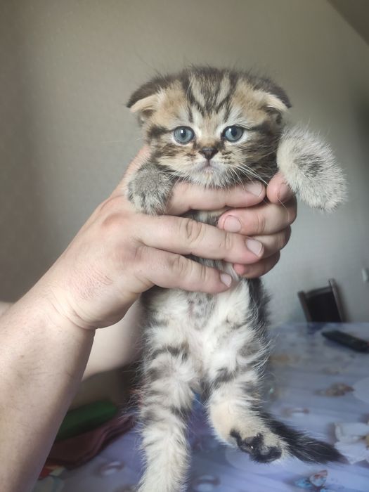 Skotish fold sotiladi