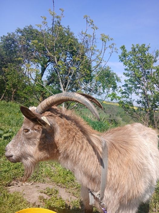 Vând doua capre!