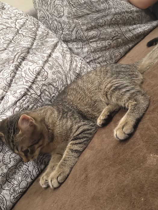 Отдам котёнка в добрые руки