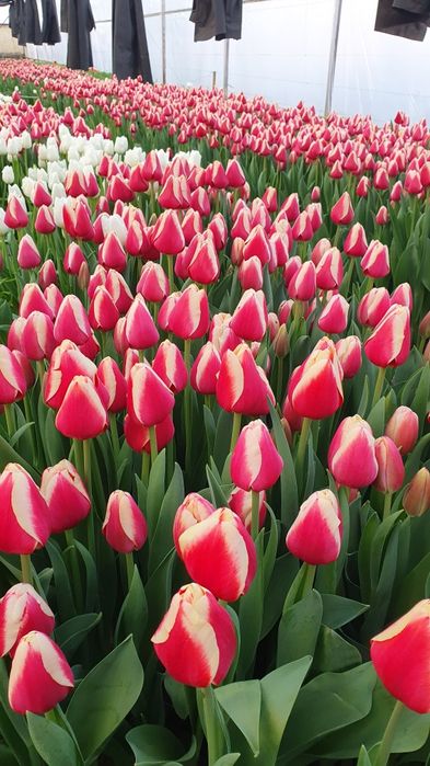 АКЦИЯ!!! Тюльпаны