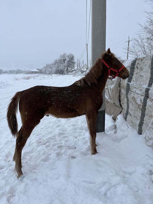 Жабагы тай сатылады