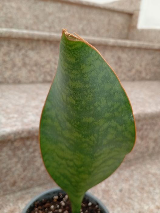 Сансевиерa Sansevieria Masoniana Whale Fin / Каланхое