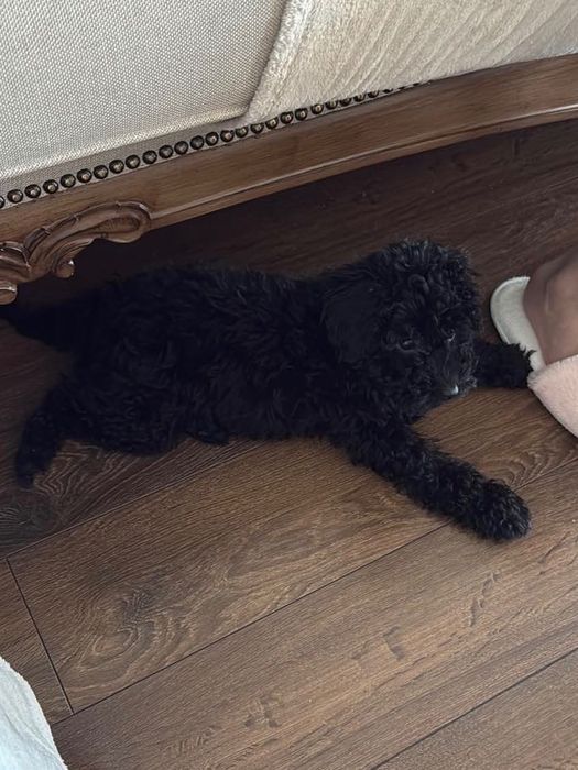 Той Пудел/ Toy Poodle Черно Момиче с паспорт и ваксини