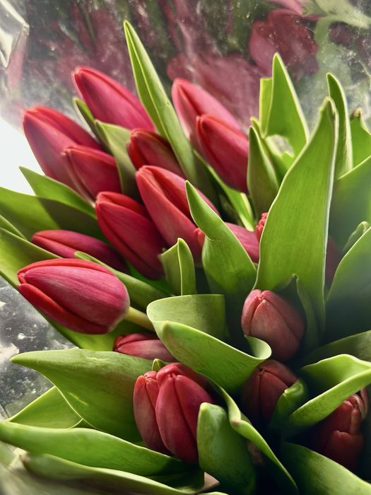 Тюльпаны к 8 марта