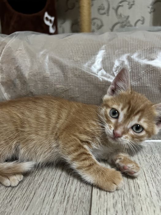 В добрые руки котята