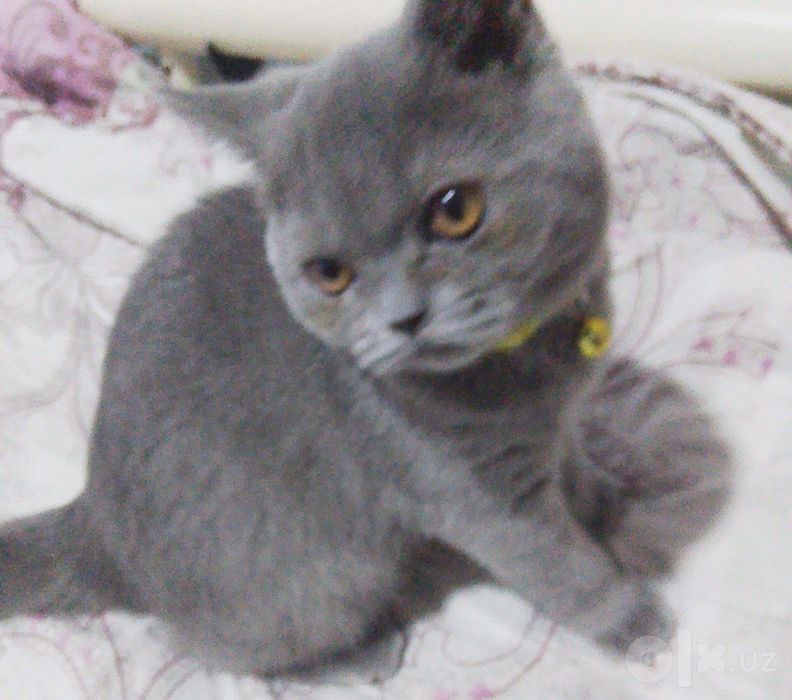 British shorthair