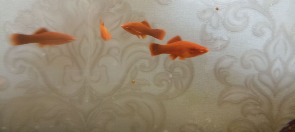 Продам меченосцев рубин