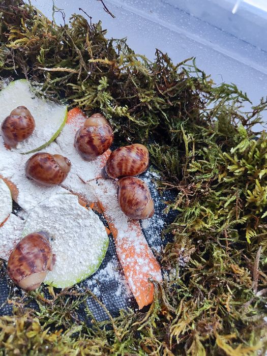 Архахатина маргината овум