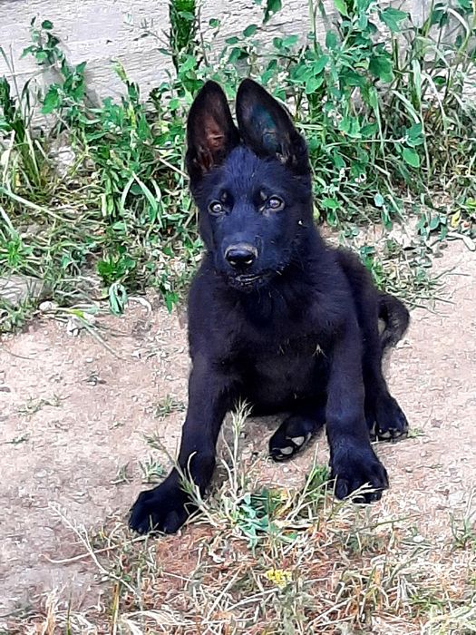 Питомник  немецких  овчарок РР.