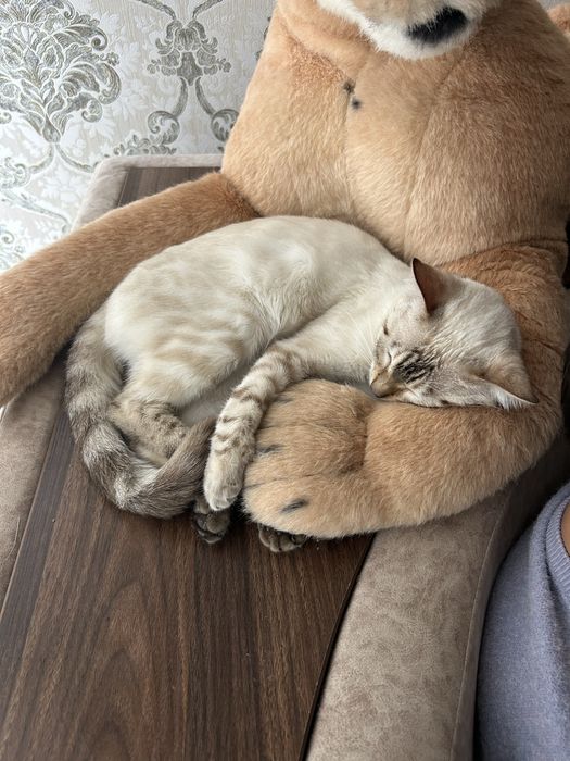 Продается бенгальская кошка