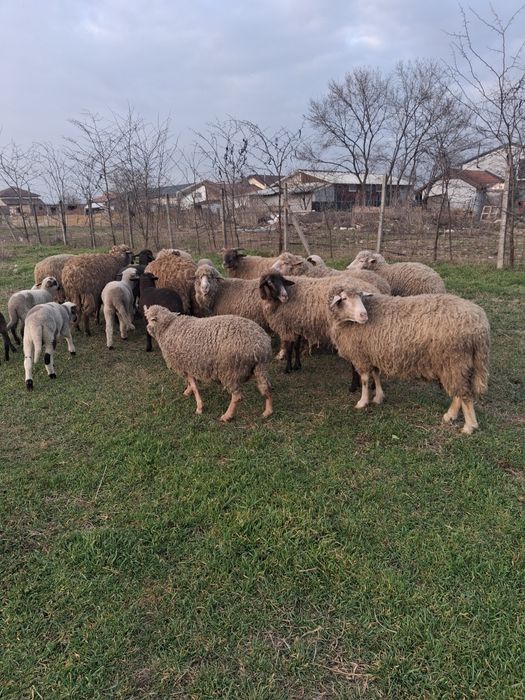 Oi cu miei de vanzare