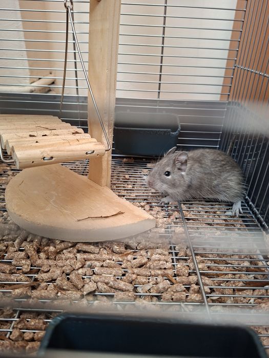 Veverițe Degu de vânzare