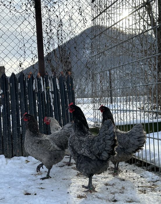 Oua pentru incubat