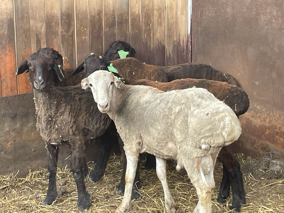 Продам кошкарчиков , 5 голов