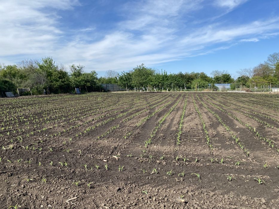 Продава се Парцел в с. Дъбовик, Област Добрич - 1 кв.м за 2091 €/кв.м - Снимка #2